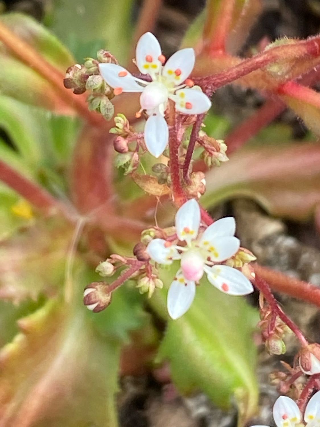 Saxifraga (Micranthes) ferruginea - Rusty Saxifrage