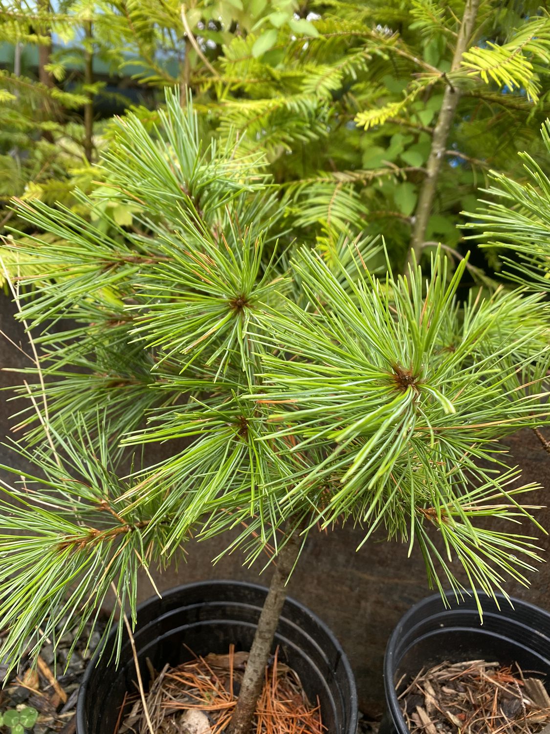 Pinus monticola - Western White Pine