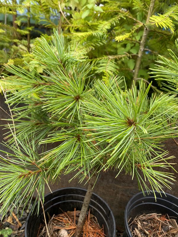 Pinus monticola - Western White Pine
