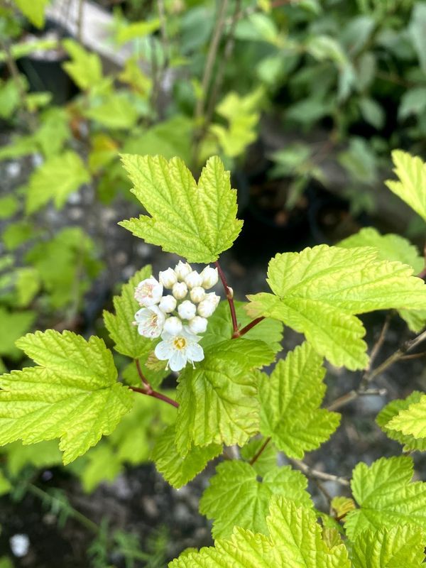 Physocarpus capitatus - Pacific Ninebark