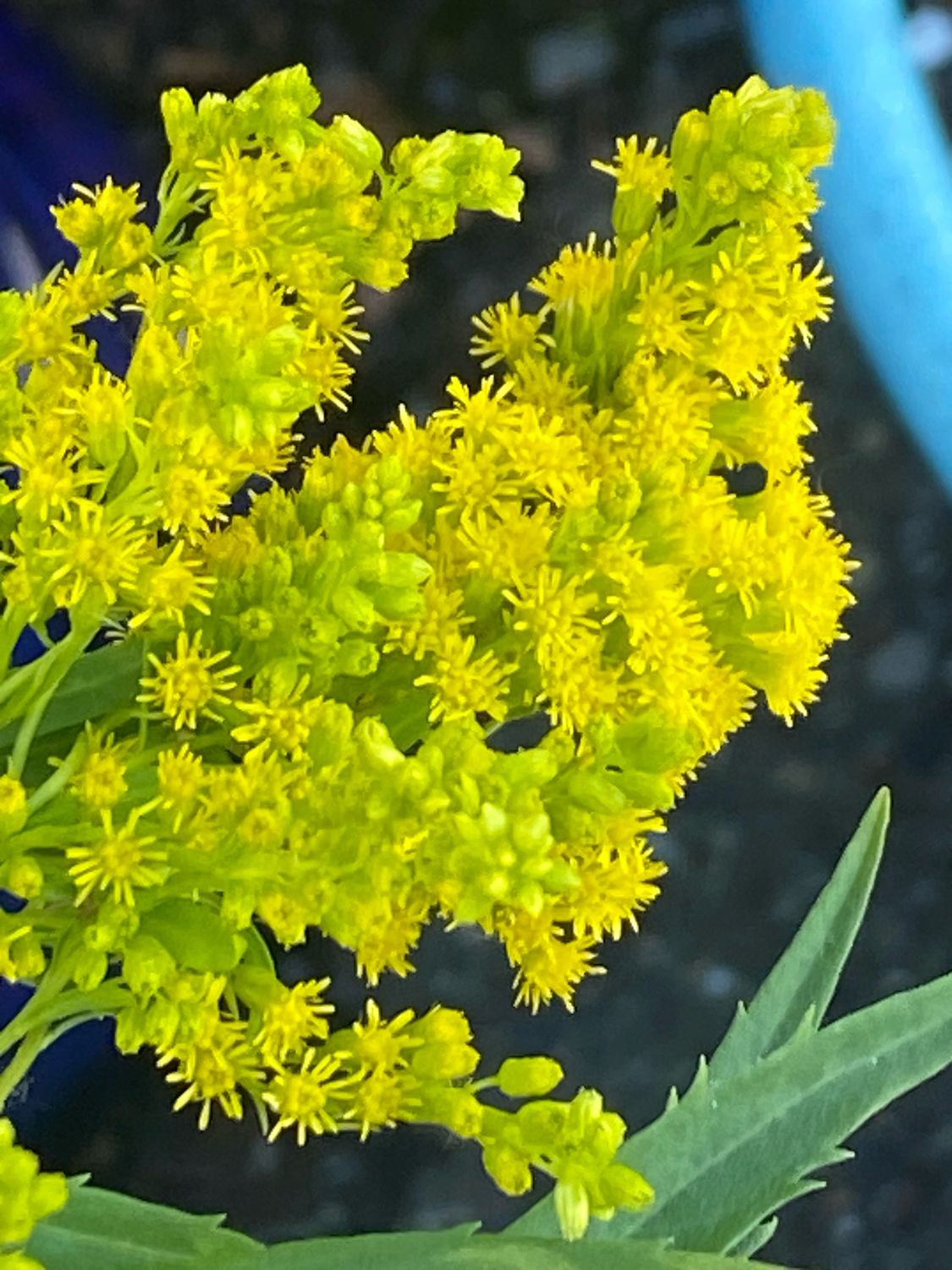 Solidago elongate - Cascade Canadian Goldenrod