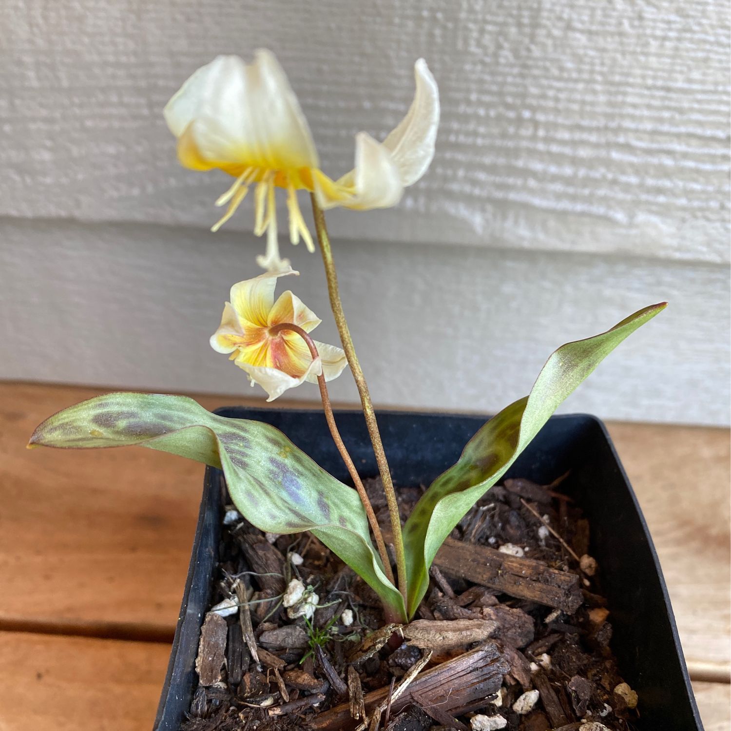 Erythronium hendersonii - Henderson&#39;s Fawn Lily