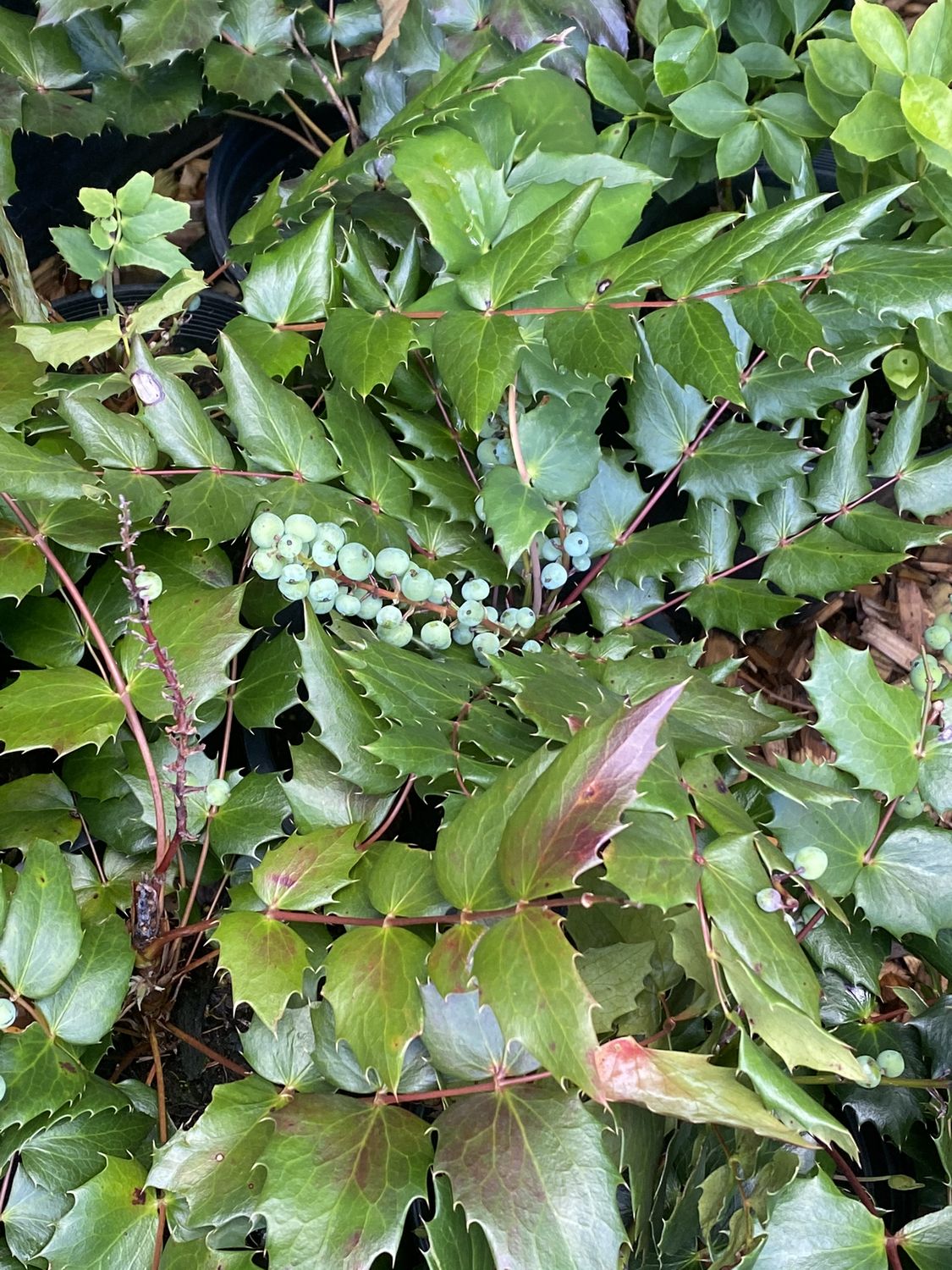Mahonia (Berberis) nervosa - Cascade Oregon Grape, Low Oregon Grape