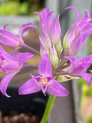 Allium acuminatum - Tapertip Onion