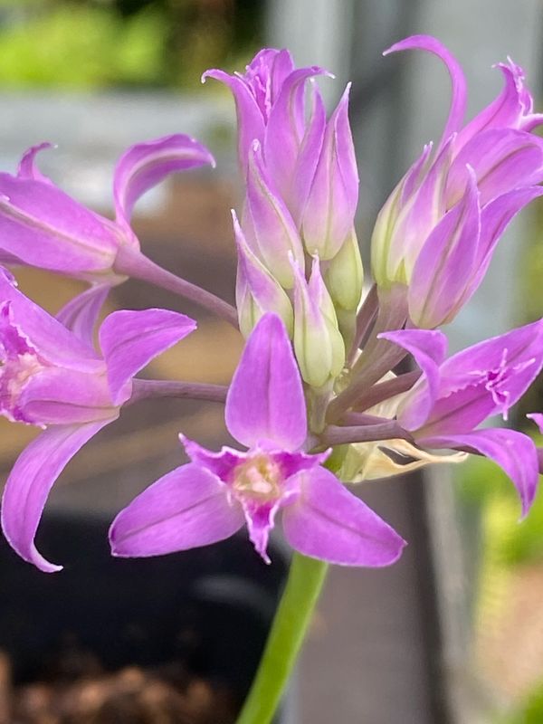 Allium acuminatum - Tapertip Onion