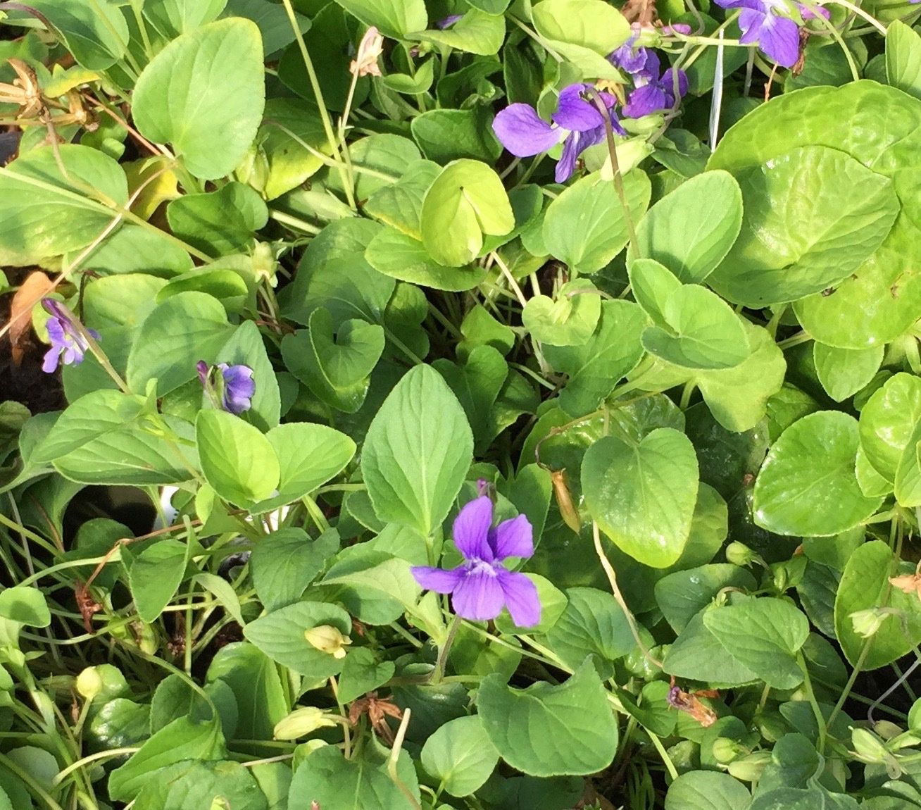 Viola palustris - Marsh Violet
