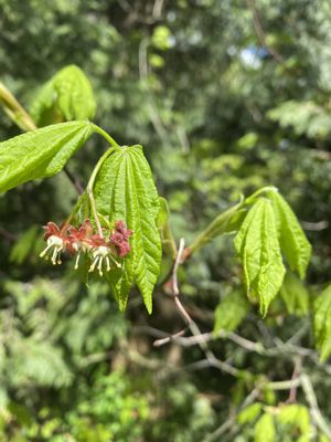 Acer circinatum - Vine Maple