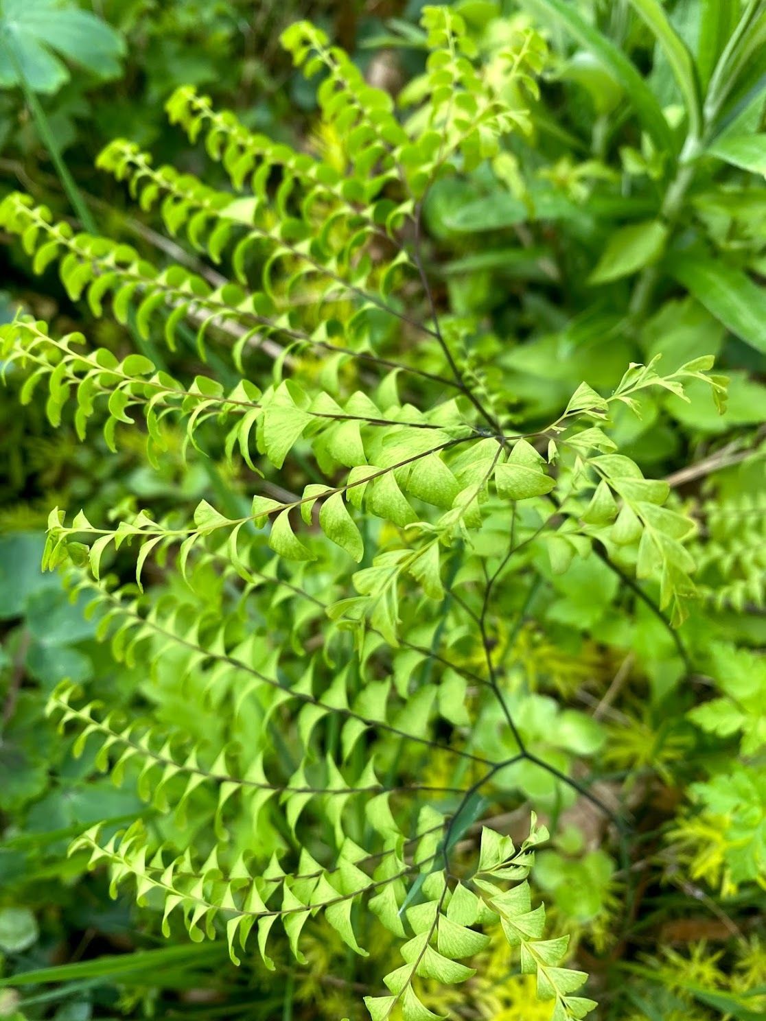 Adiantum aleuticum (pedatum) - Western Maidenhair Fern