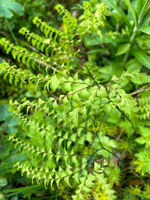 Adiantum aleuticum (pedatum) - Western Maidenhair Fern