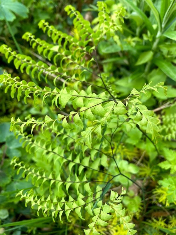 Adiantum aleuticum (pedatum) - Western Maidenhair Fern