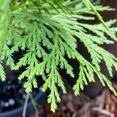 Calocedrus decurrens - Incense Cedar