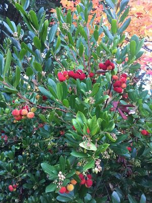 Arbutus unedo &#39;Compacta&#39; - Dwarf Strawberry Tree