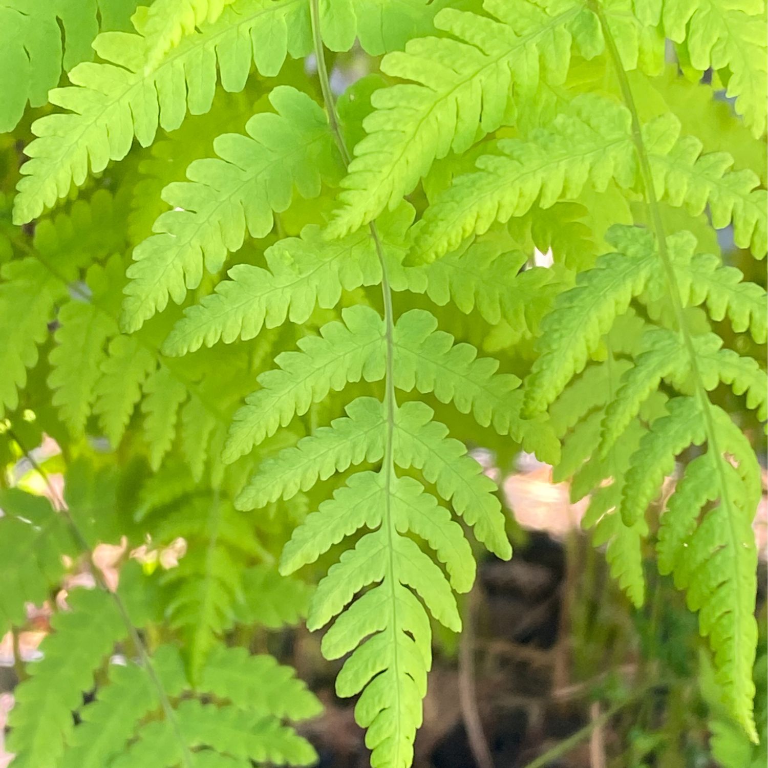Gymnocarpium dryopteris - Western, Northern Oak fern