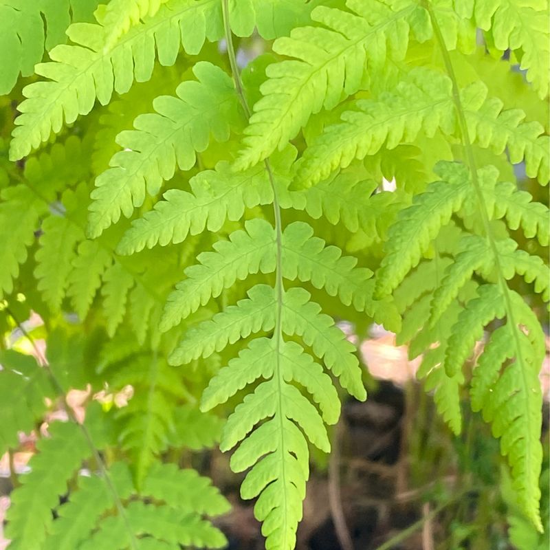 Gymnocarpium dryopteris - Western, Northern Oak fern