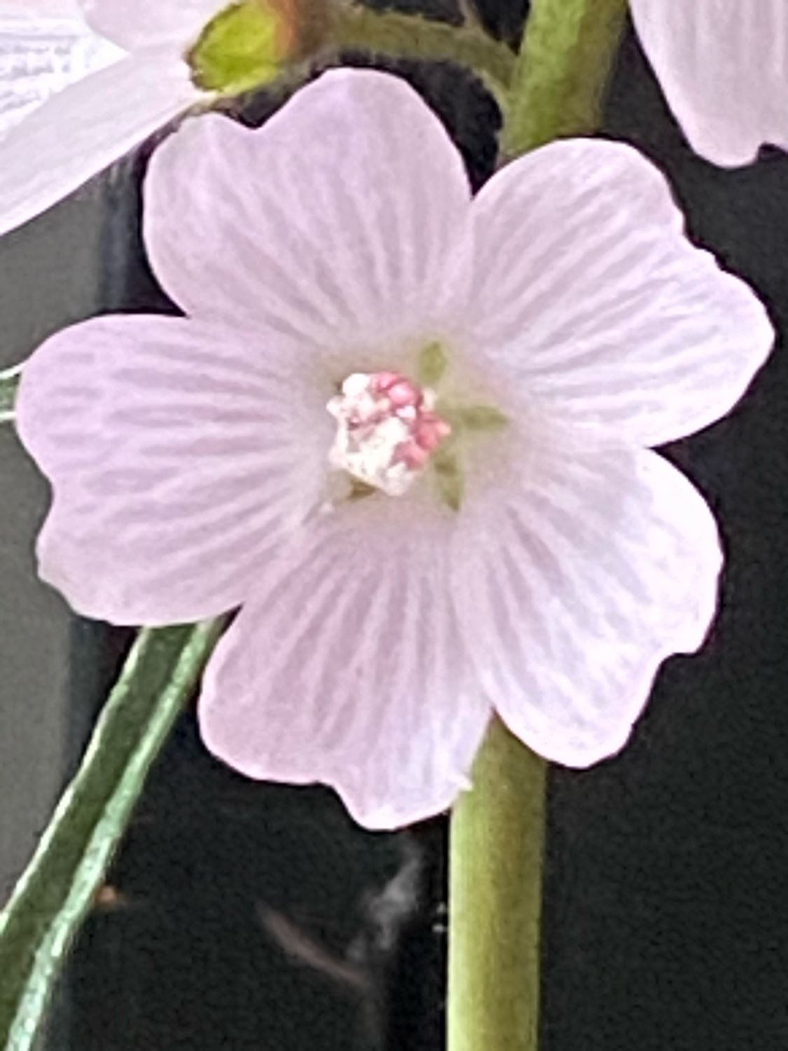 Sidalcea campestris - Meadow Checker Mallow