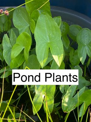 Pond Plants