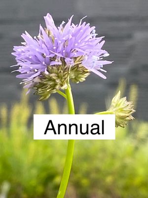 Annuals