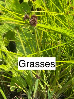 Grasses