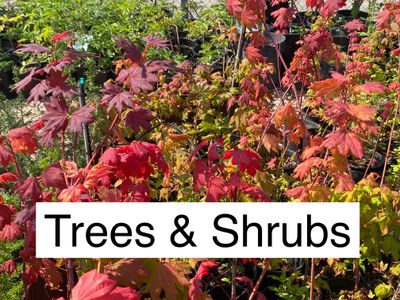 Trees &amp; Shrubs