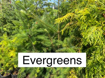 Evergreens