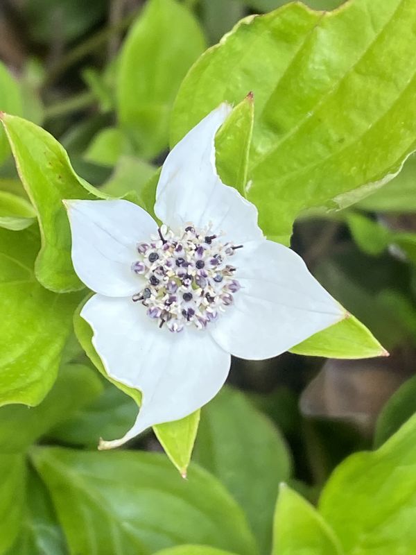 Cornus canadensis - Bunchberry Dogwood