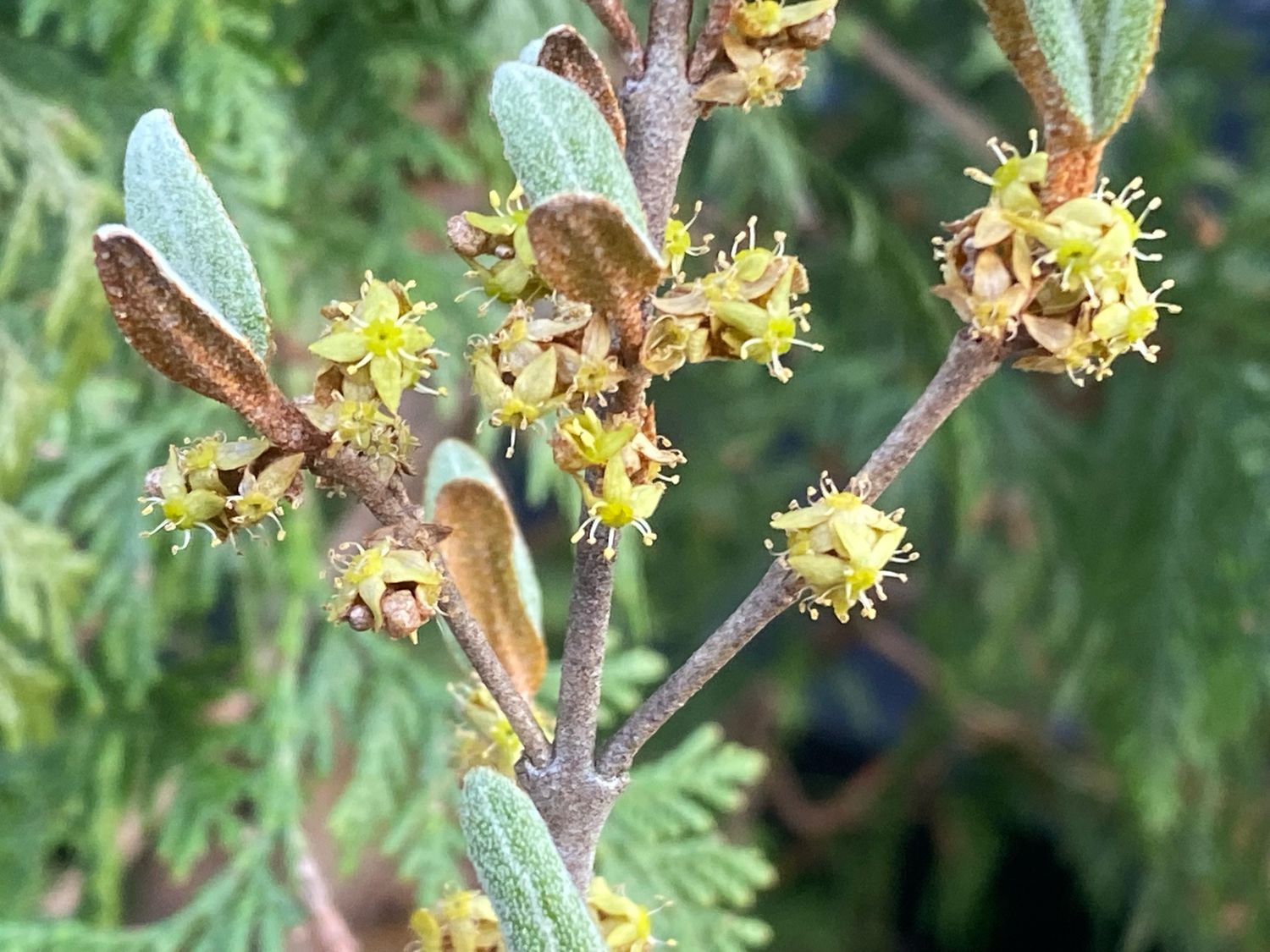 Shepherdia canadensis - Russet Buffaloberry, Soapberry