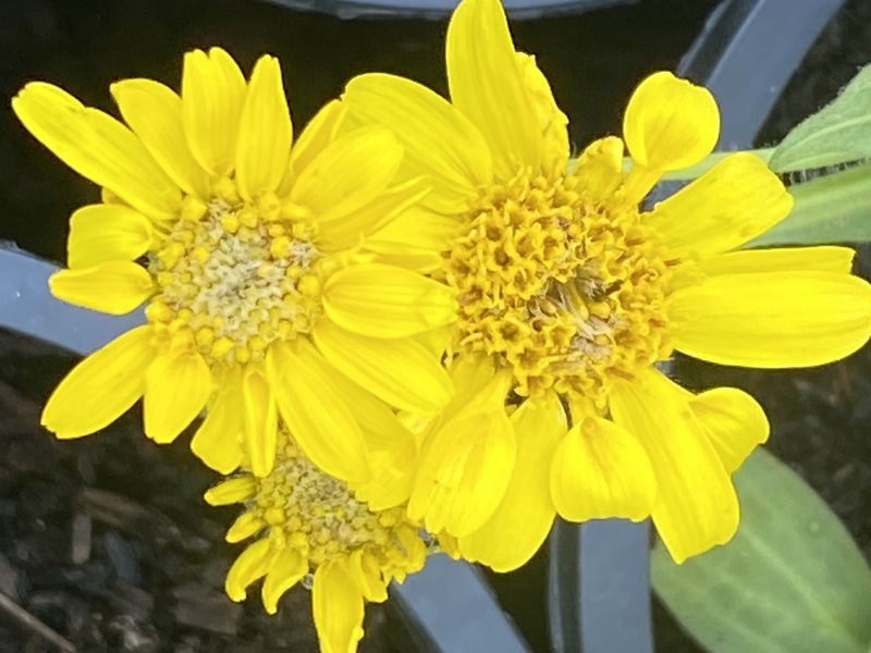 Arnica chamissonis - Meadow Arnica