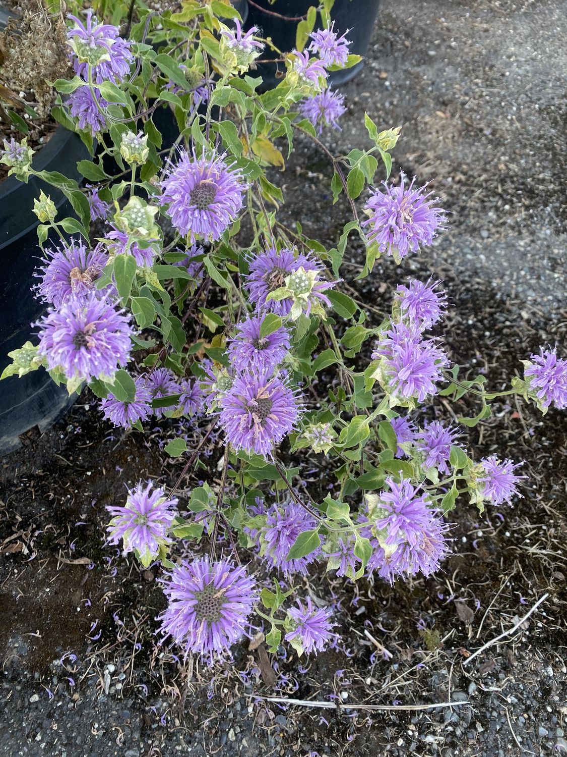 Monarda fistulosa - Wild Bergamot, Bee Balm