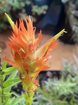 Castilleja miniata - Scarlet Paintbrush