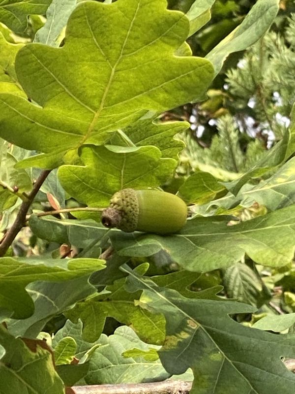 Quercus garryana - Oregon White Oak