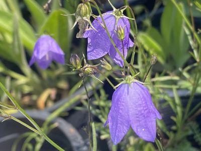 Campanula rotundifolia - Bluebell Bellflower, Harebells