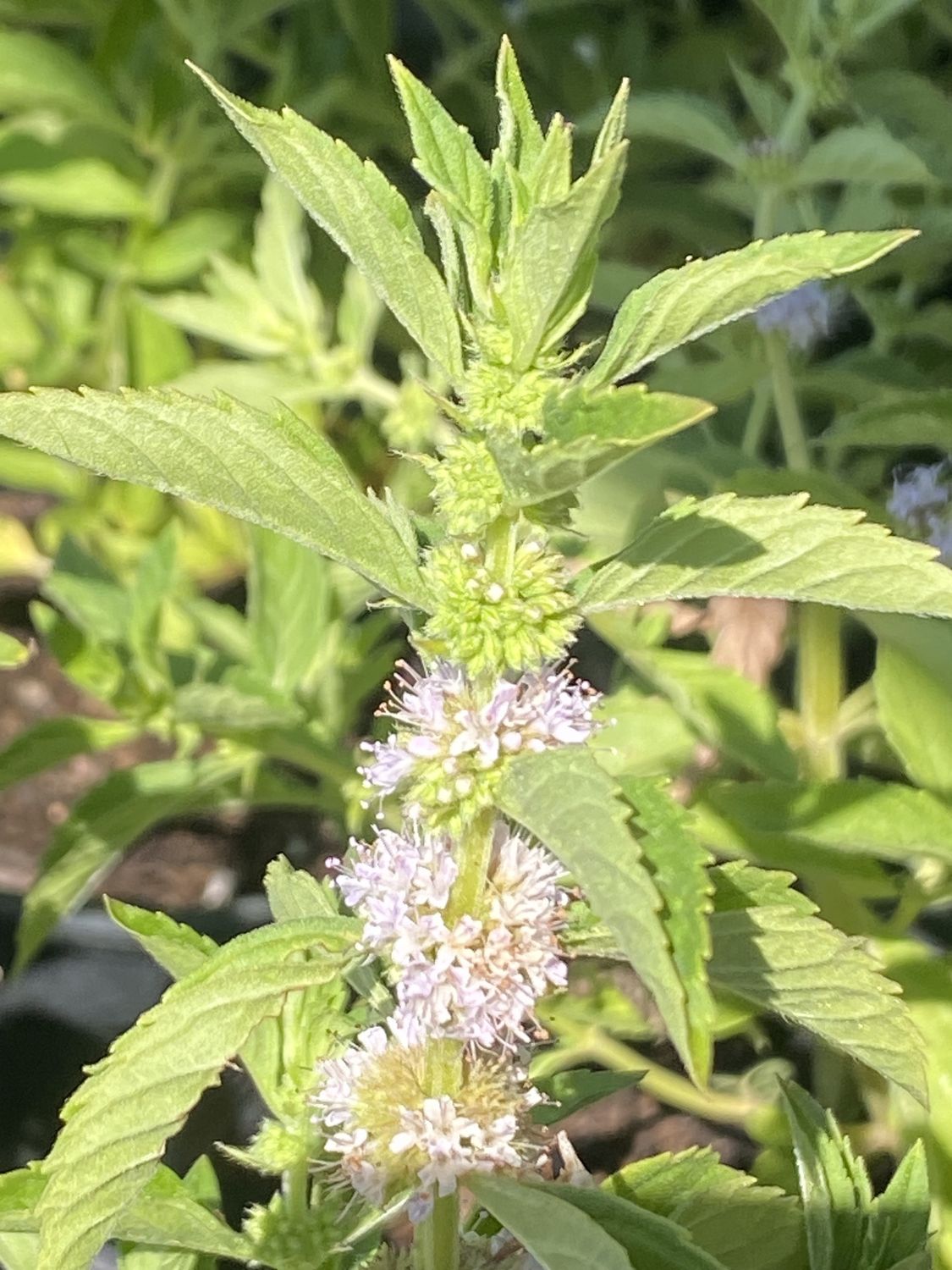 Mentha arvensis - Wild Field Mint