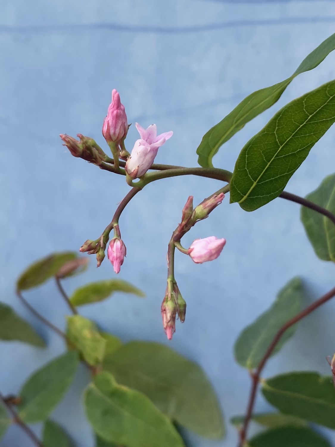 Apocynum androsaemifolium - Flytrap Dogbane