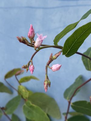 Apocynum androsaemifolium - Flytrap Dogbane