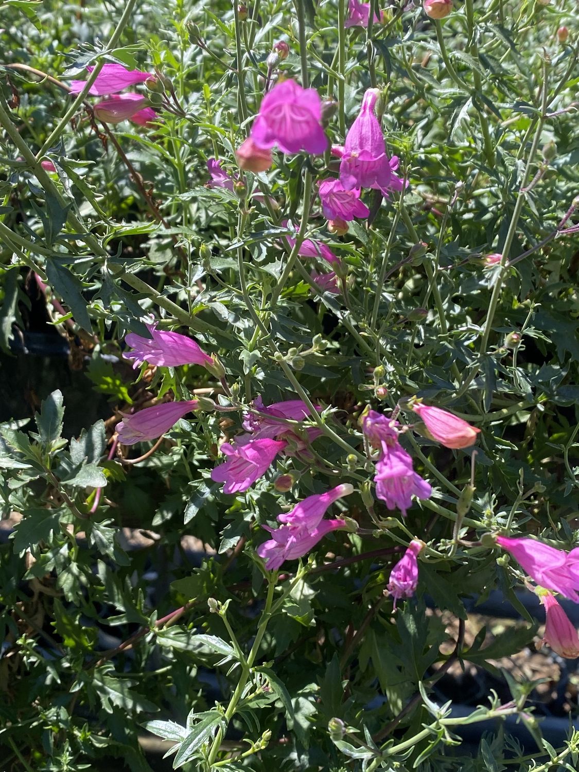Penstemon richardsonii - Cutleaf or Richarson's Penstemon