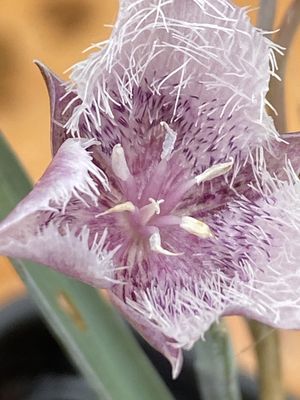 Calochortus tolmiei - Tolmie Star-Tulip