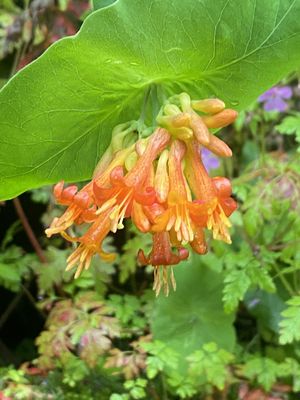 Lonicera ciliosa - Orange Honeysuckle