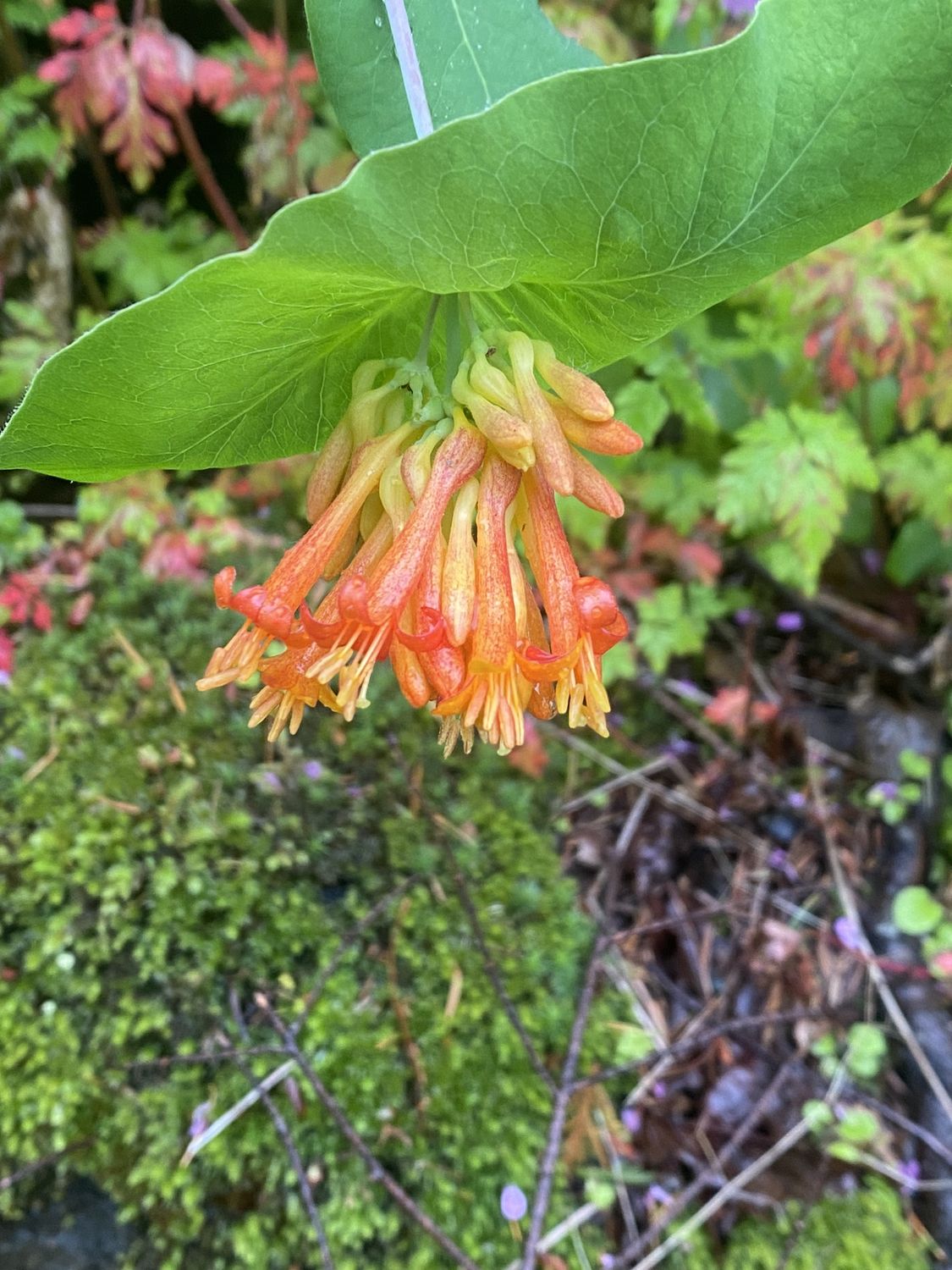 Lonicera ciliosa - Orange Honeysuckle