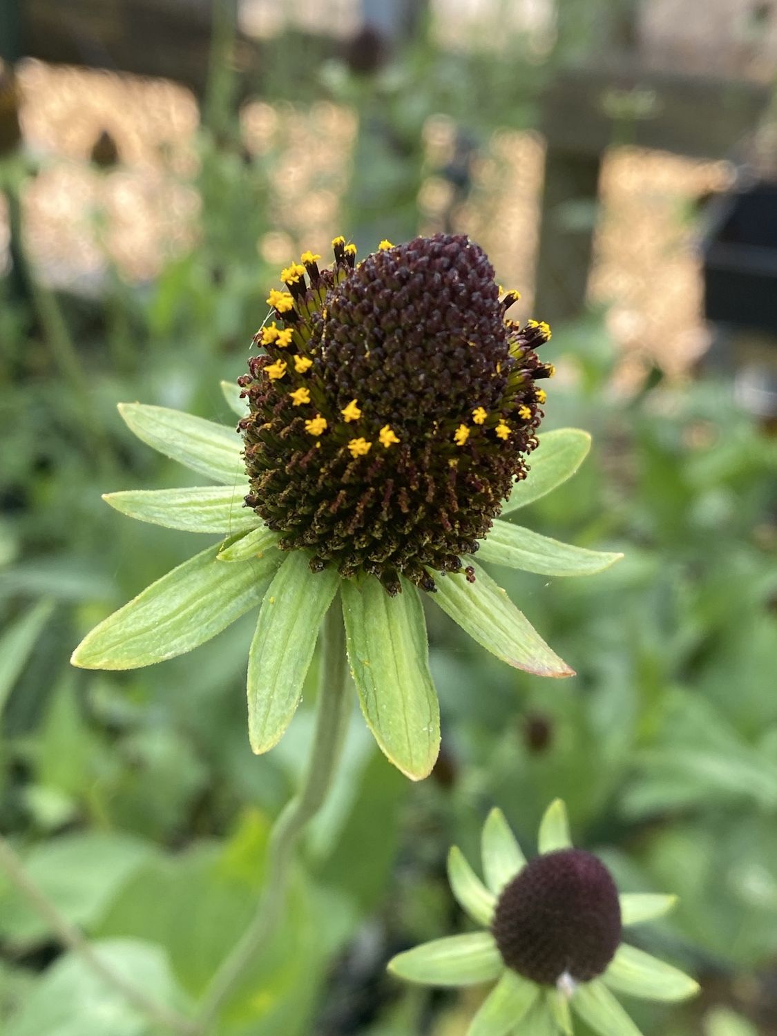 Rudbeckia occidentalis - Western Black-eyed Susan