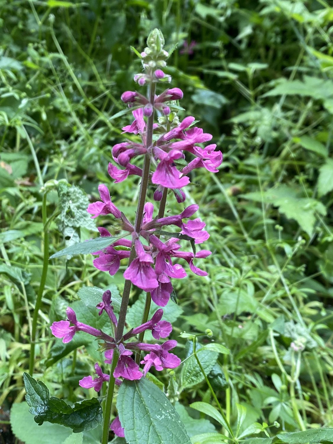Stachys cooleyae - Cooley&#39;s Hedgenettle