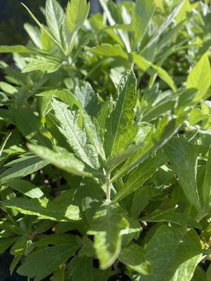 Artemisia douglasiana - Douglas&#39;s Wormwood