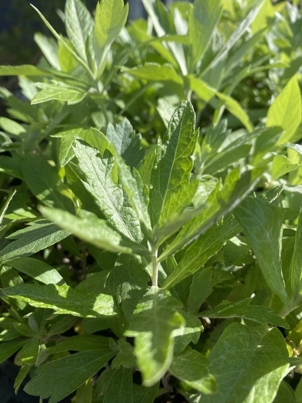 Artemisia douglasiana - Douglas&#39;s Wormwood