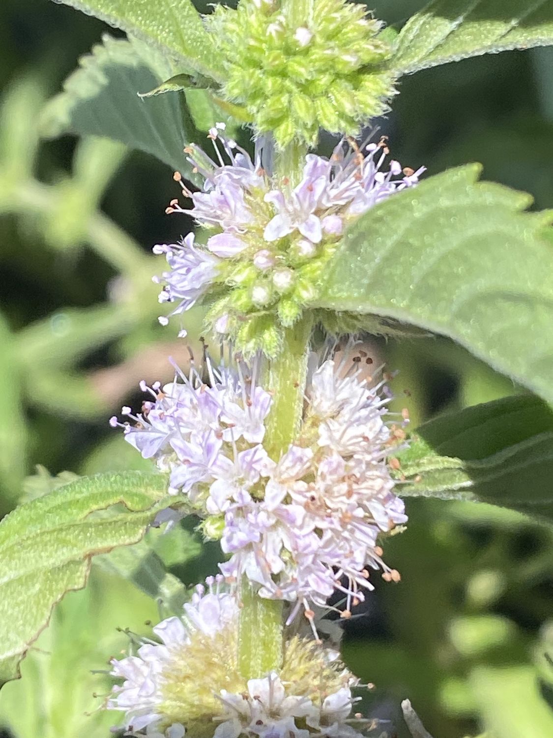 Mentha canadensis - American Wild Mint