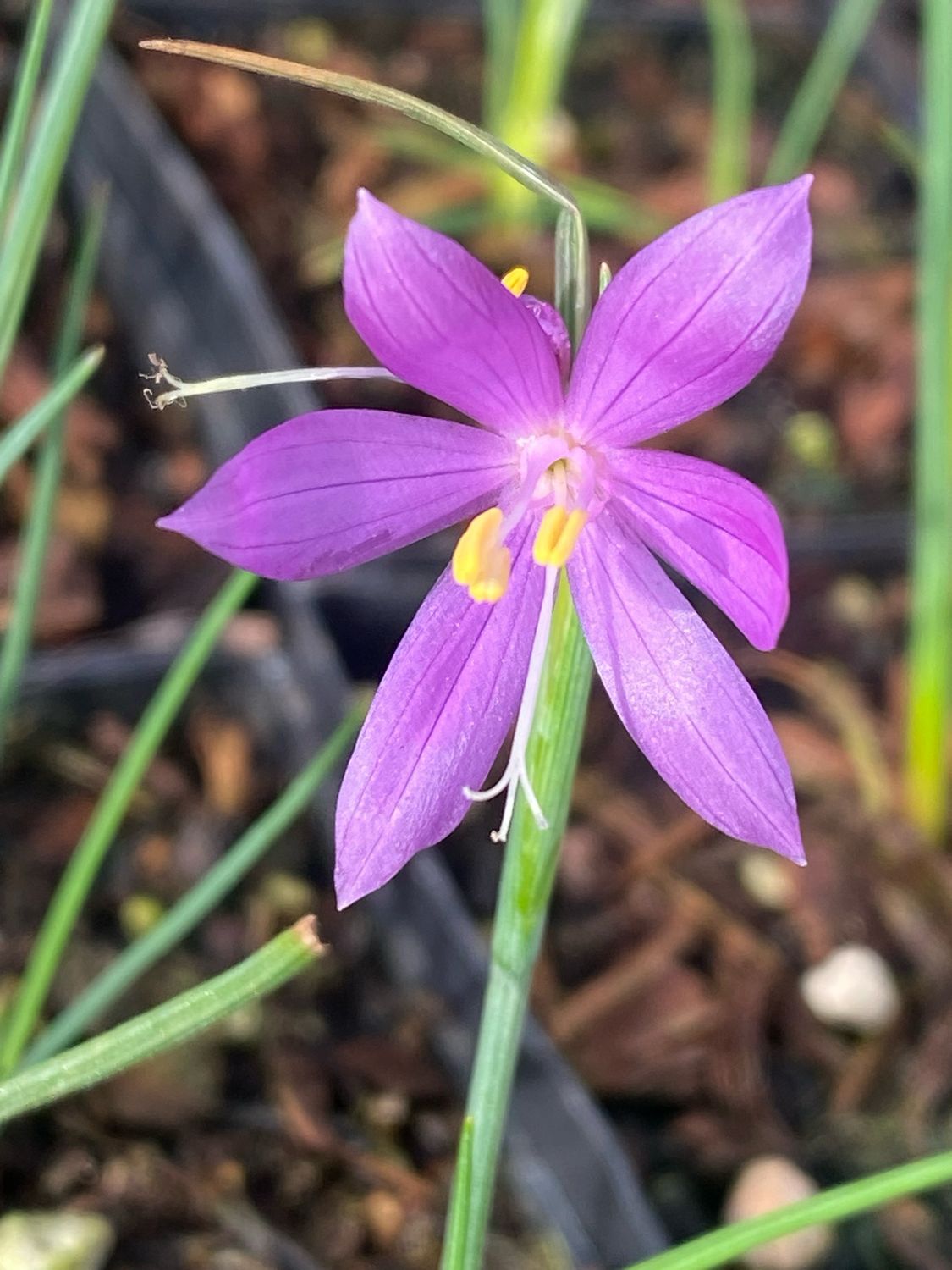 Olsynium douglasii - Douglas&#39; Grass Widows
