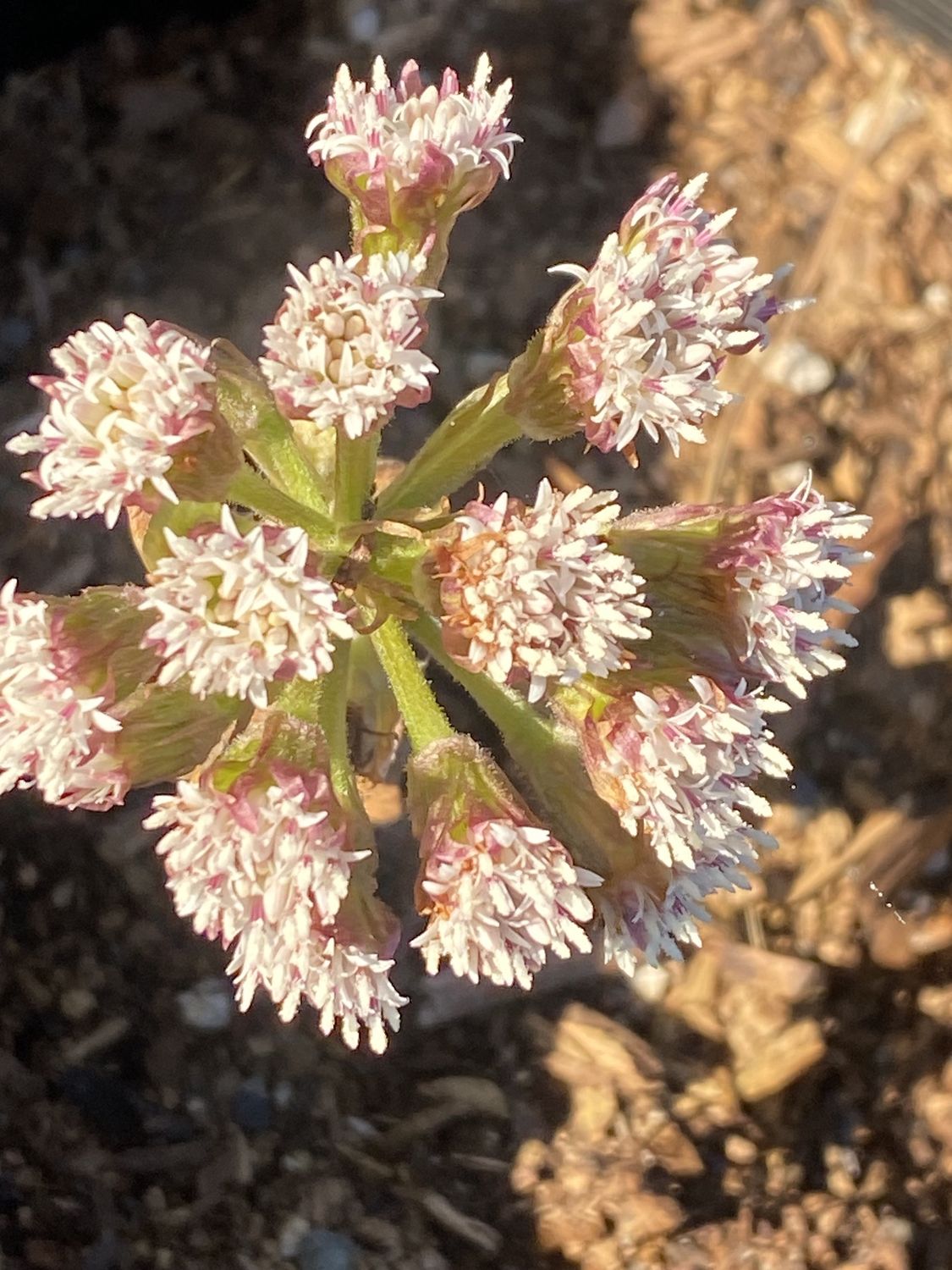 Petasites frigidus v. palmatus - Western Coltsfoot