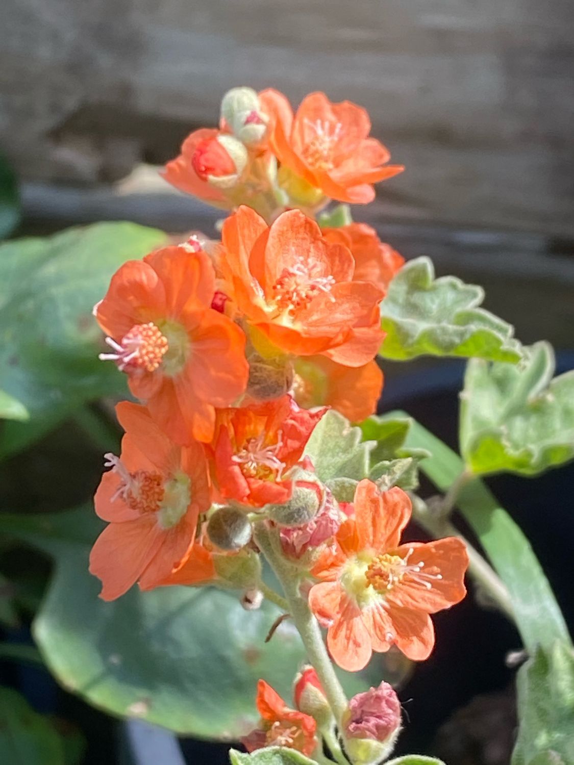 Sphaeralcea munroana - Munro&#39;s Globemallow, White-stemmed Globemallow
