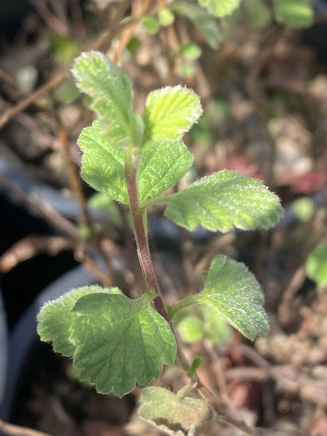 Holodiscus microphyllus - Small Leaved Oceanspray