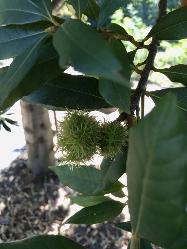 Chrysolepis chrysophylla - Giant Chinquapin