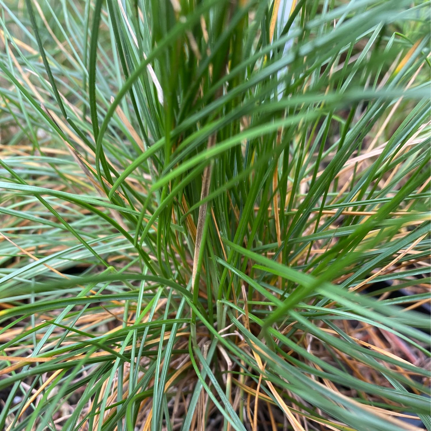 Festuca roemeri - Roemer’s Fescue