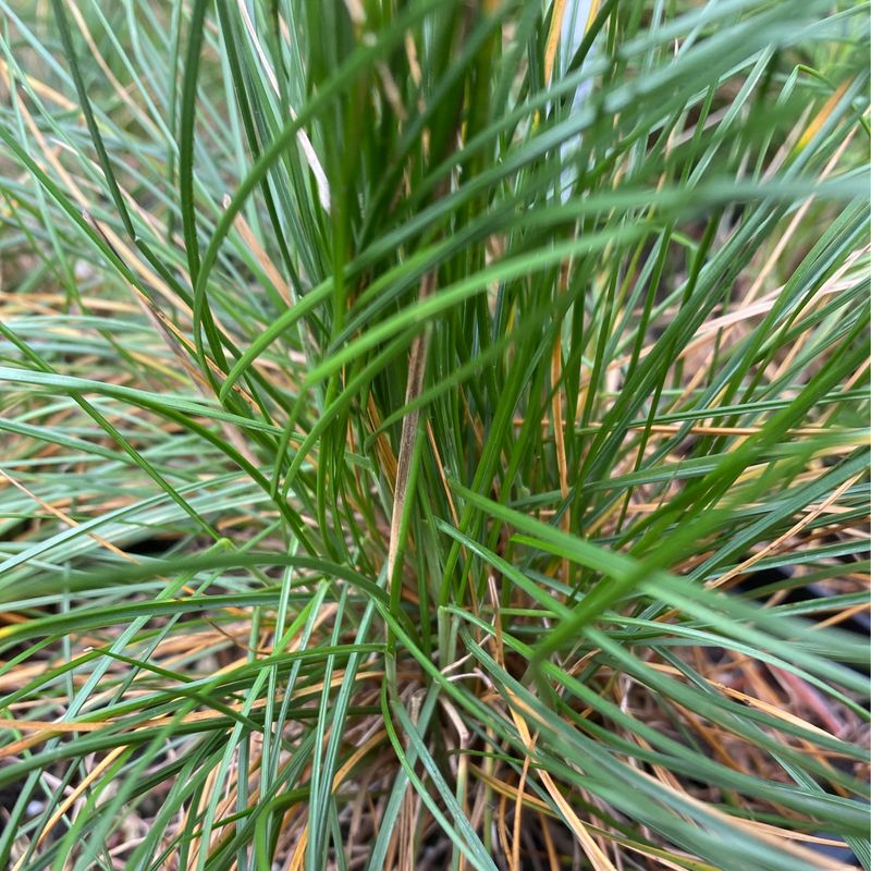 Festuca roemeri - Roemer’s Fescue